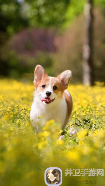 狗狗呼叫喵星喵星福利大放送！火眼金睛挑战日记，轻松参与找不同游戏，赢取钻石礼包奖励！